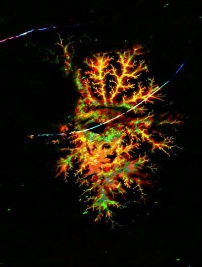 Burning Servers Are My Name